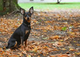 Image de la race Pinscher Nain