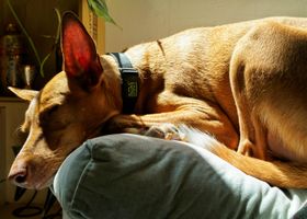 Image de la race Podenco Andalou