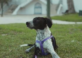 Image de la race Pointer Anglais