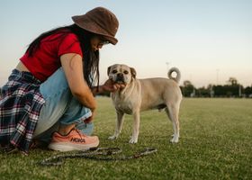 Image de la race Puggle