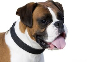 Image de la race Boxer