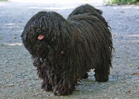 Image de la race Puli