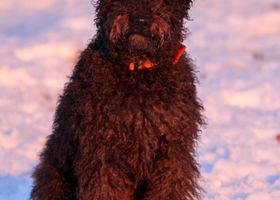 Image de la race Pumi