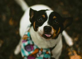 Image de la race Rat Terrier