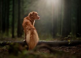 Image de la race Retriever de la Nouvelle-Écosse