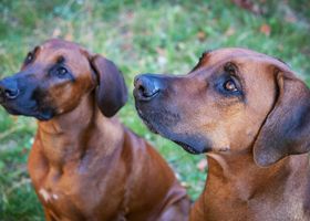 Image de la race Rhodesian Ridgeback