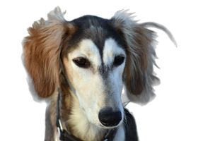 Image de la race Saluki