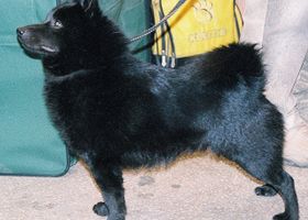 Image de la race Schipperke