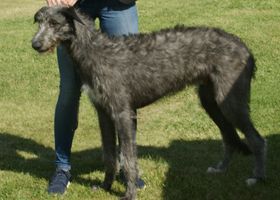 Image de la race Scottish Deerhound