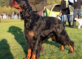 Image de la race Setter Gordon