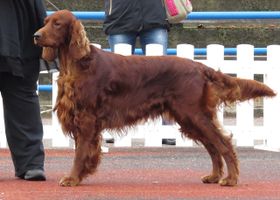 Image de la race Setter Irlandais Rouge