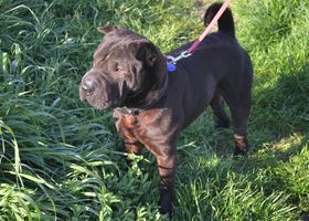 Image de la race Shar Pei
