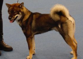 Image de la race Shikoku