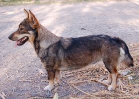 Image de la race Spitz des Wisigoths
