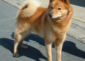 Image de la race Spitz Finlandais