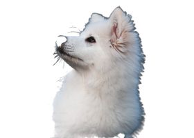 Image de la race Spitz Japonais