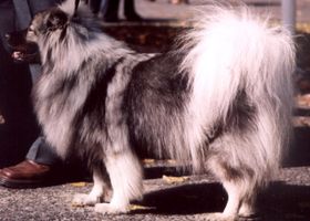Image de la race Spitz Loup