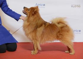 Image de la race Spitz Moyen