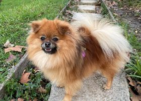 Image de la race Spitz Nain