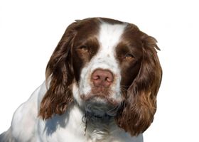 Image de la race Springer Anglais