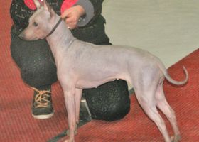 Image de la race Terrier Américain Sans Poils