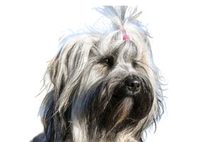 Image de la race Briard