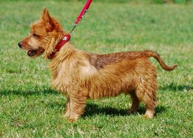 Image de la race Terrier Australien