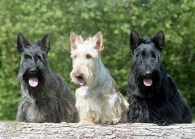 Image de la race Terrier Écossais