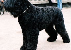 Image de la race Terrier Noir Russe