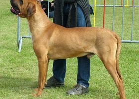 Image de la race Tosa Inu