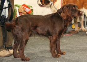 Image de la race Wachtelhund