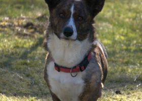 Image de la race Welsh Corgi Cardigan