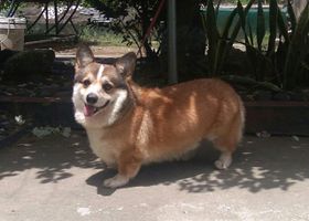 Image de la race Welsh Corgi Pembroke