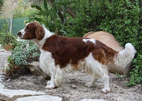 Image de la race Welsh Springer Spaniel