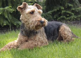 Image de la race Welsh Terrier