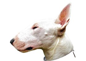 Image de la race Bull Terrier