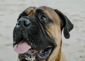 Image de la race Bullmastiff