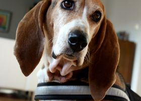 Image de la race Basset Artésien-Normand