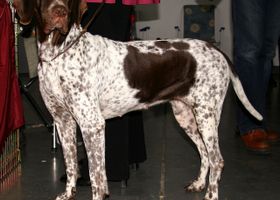 Image de la race Ancien Chien d'Arrêt Danois