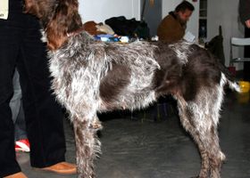Image de la race Barbu Tchèque