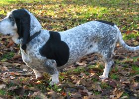Image de la race Basset Bleu de Gascogne