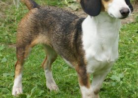 Image de la race Basset de Westphalie