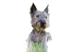 Image de la race Cairn Terrier