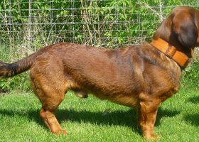 Image de la race Basset des Alpes