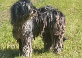 Image de la race Berger de Bergame