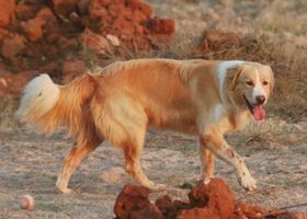 Image de la race Berger de l'Atlas