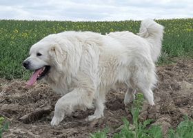 Image de la race Berger Polonais de Podhale