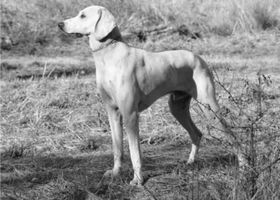 Image de la race Billy