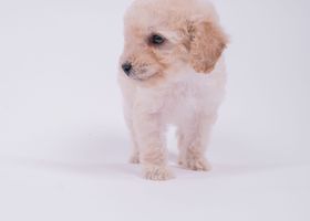 Image de la race Caniche