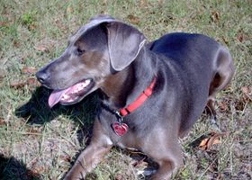 Image de la race Blue Lacy